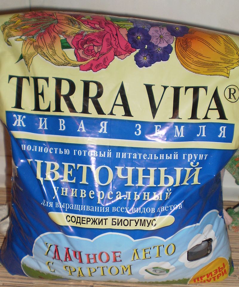 Хиацинт у дома