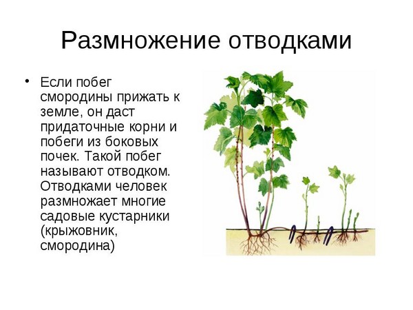 Джошта - необичайна симбиоза на вкус и полза