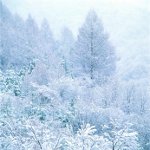 Как да фотографира зимата? Как да фотографира зимата?
