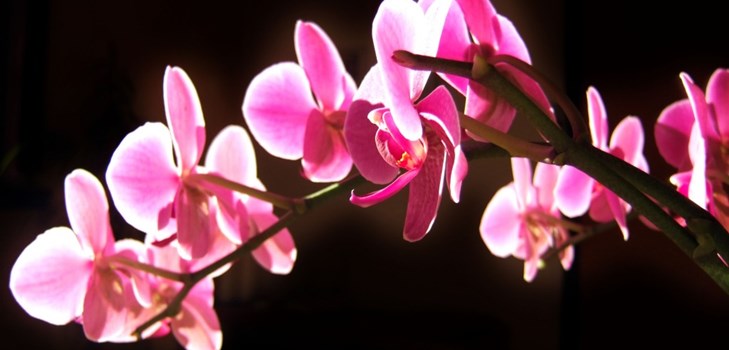 Orchid: грижи след цъфтежа