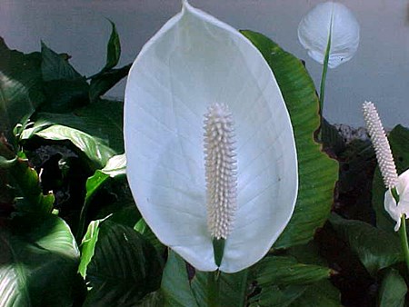 Трансплантация spathiphyllum