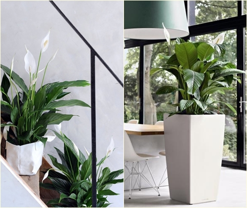 Болести и лечение на spathiphyllum