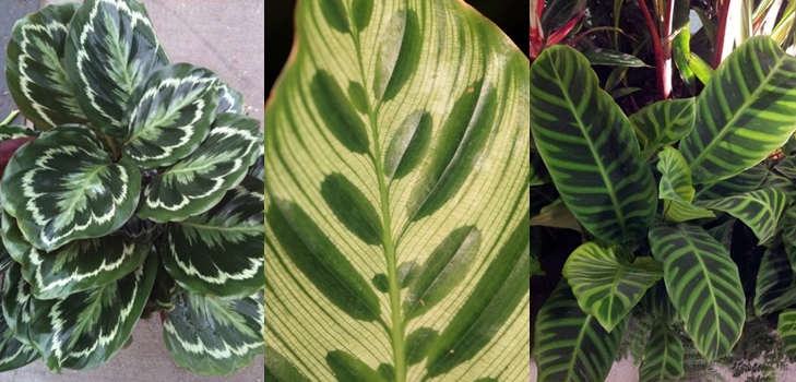 Calathea