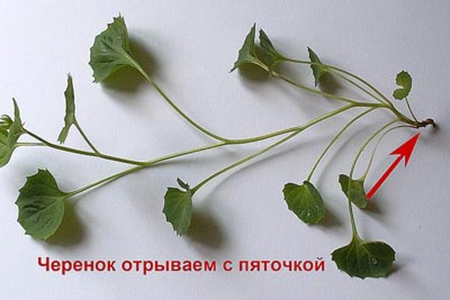 Грижа за Кампанула