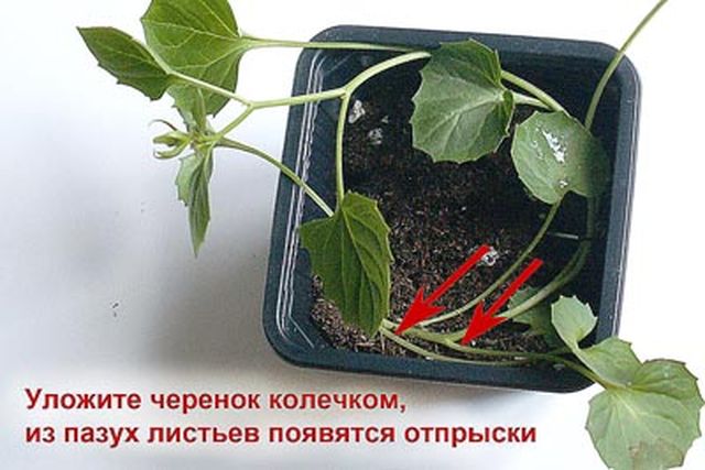 Грижа за Кампанула