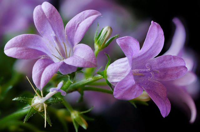 Campanula у дома - засаждане и грижи (видео, снимка): съвет за начинаещ цветар