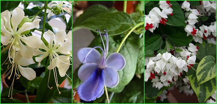 Clerodendrum - грижа
