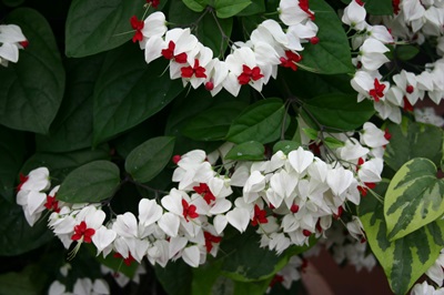 Clerodendrum - грижа