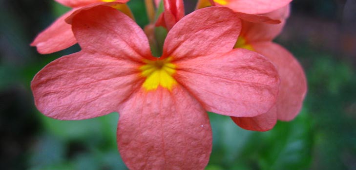 Crossandra: грижа и снимка