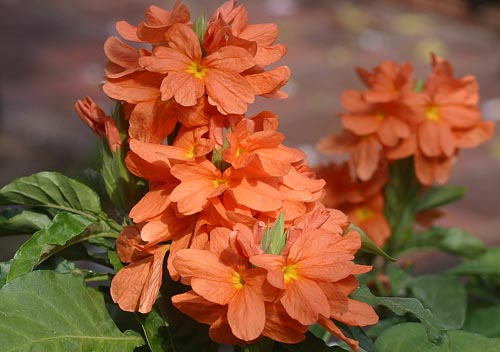 Crossandra: Видове
