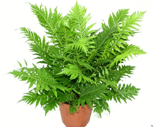 Nephrolepis. репродукция