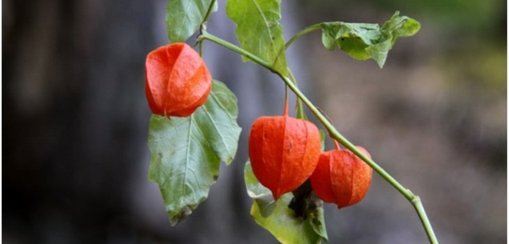 растения physalis