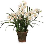 Orchid Cymbidium: Грижа и съдържание