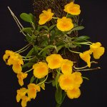 Орхидея Dendrobium