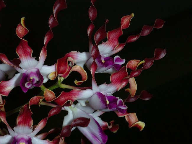 Орхидея Dendrobium