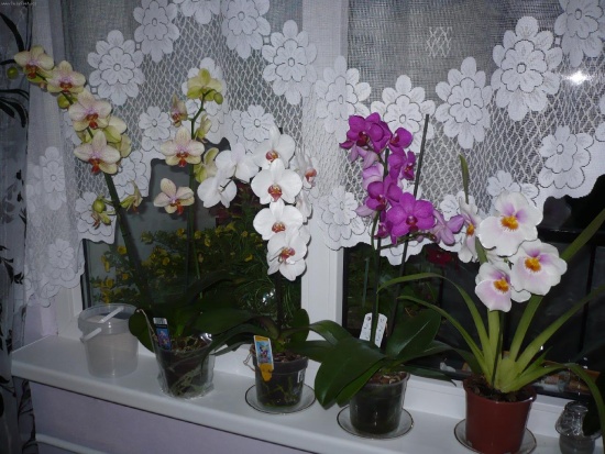Orchid: грижа за дома
