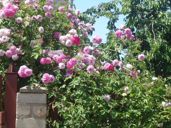 Засаждане и грижа за алпийската роза