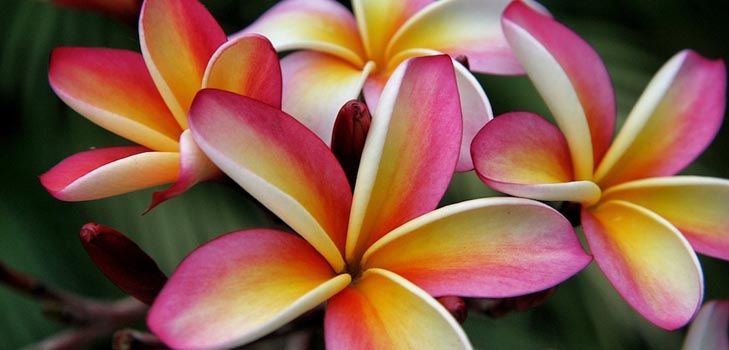 Plumeria: снимка и грижи у дома