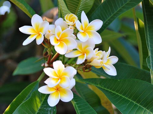 Възпроизвеждане на plumeria