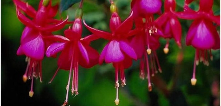 цветя fuchsia