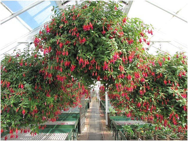 fuchsia в оранжерията