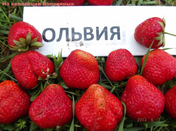 Най-добрите ягоди - описание, функции, снимка