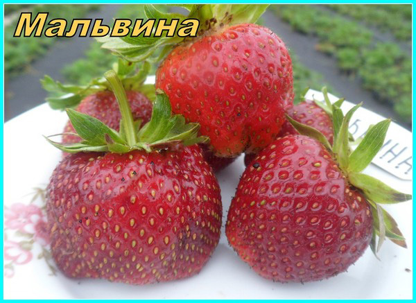 Най-добрите ягоди - описание, функции, снимка