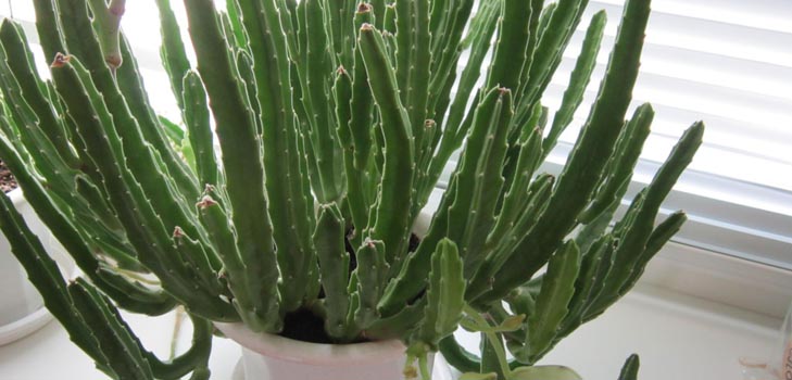 Stapelia: подходяща грижа у дома, красиви цветни снимки