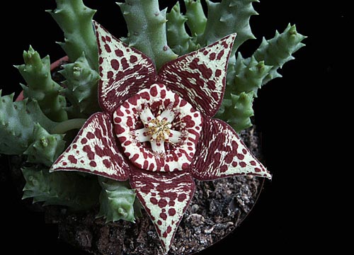 Stapelia: снимка и грижи у дома