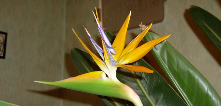 Strelitzia Royal: снимка и подходяща грижа у дома
