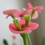 Отровни стайни растения