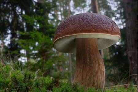 Боровик: снимка и описание
