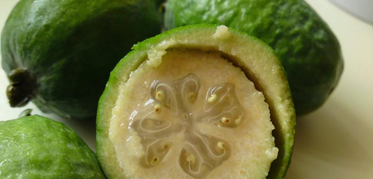 Как да се храните feijoa: как да се храните правилно feijoa