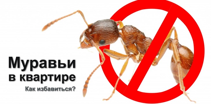 Как да се отървете от мравки?