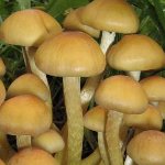 Как да разграничим фалшивите медени агари от ядливи