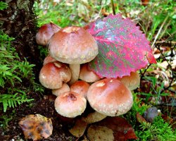 Как да разграничим фалшивите медени агари от ядливи