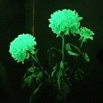 Необичайни цветя - светещи цветя