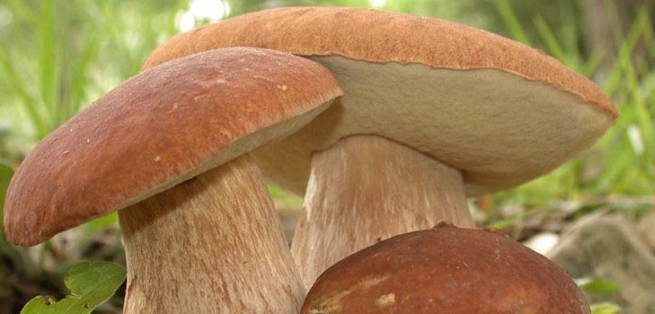 Хранителни гъби: класификация и предпазни мерки