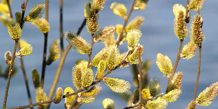 Palm Sunday: какво да правите