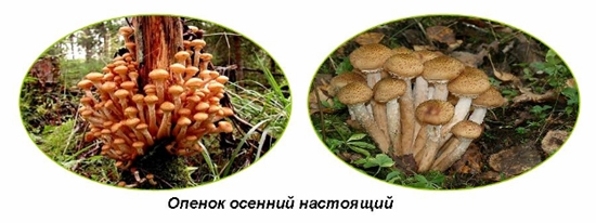 Отровни гъби: фалшиви агари от мед, снимка