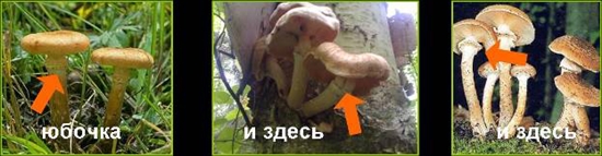 Отровни гъби: фалшиви агари от мед, снимка