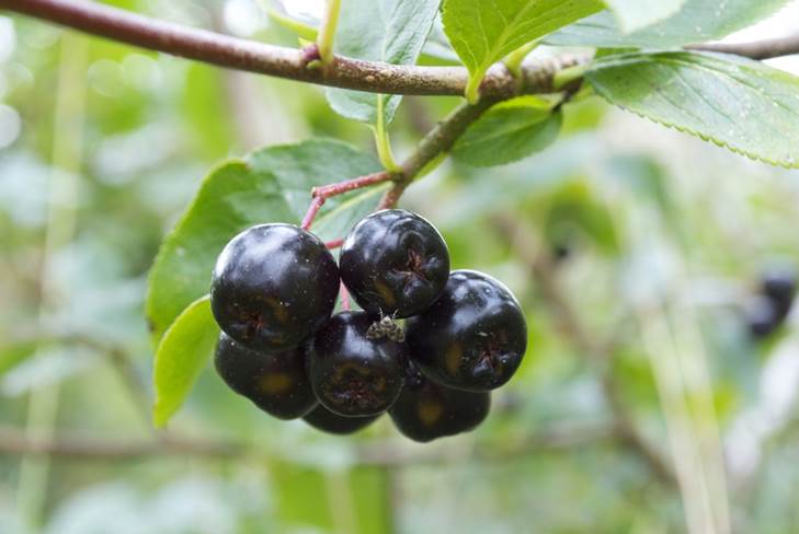 Как да направите домашно вино от chokeberry у дома 