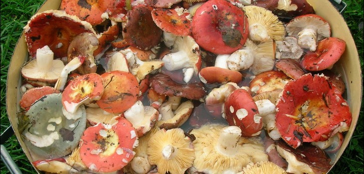 Ръж: прости и вкусни рецепти за готвене