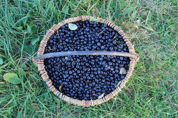 Замръзване от черен chokeberry