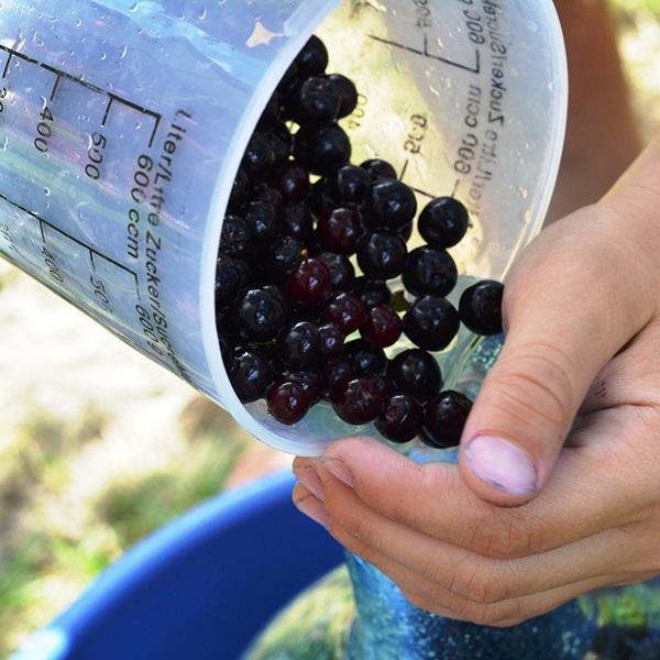 Замръзване от черен chokeberry