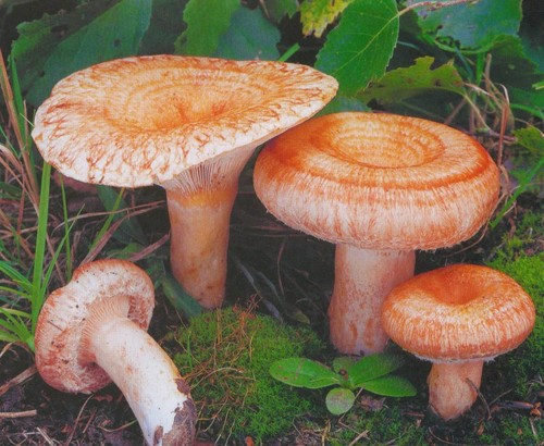 Volnushki: рецепти и снимки