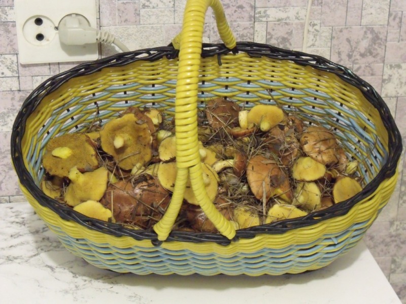 Маслоданни