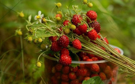 Jam jam е лекарство за настинки