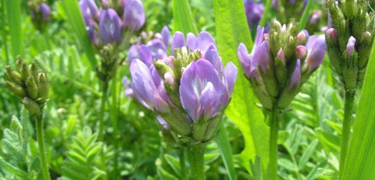 Astragalus: терапевтични свойства, снимка, приложение