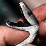 Първа помощ с ухапване от змия